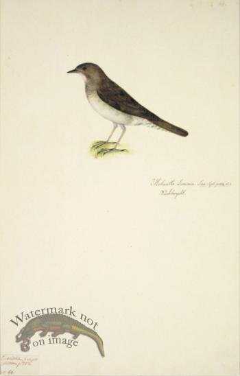 64 Swedish Birds . Motacilla Luscinia, Thrush Nightingale